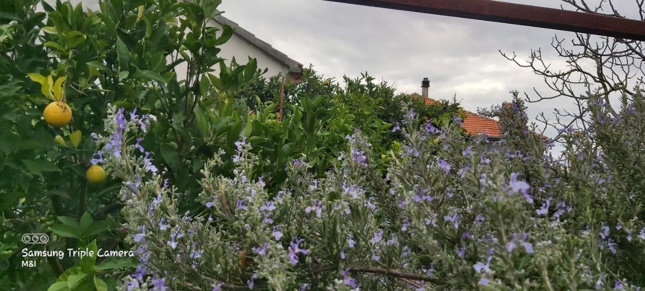 Vecchia Oliva,Kuljica Villa Kukljica Bagian luar foto